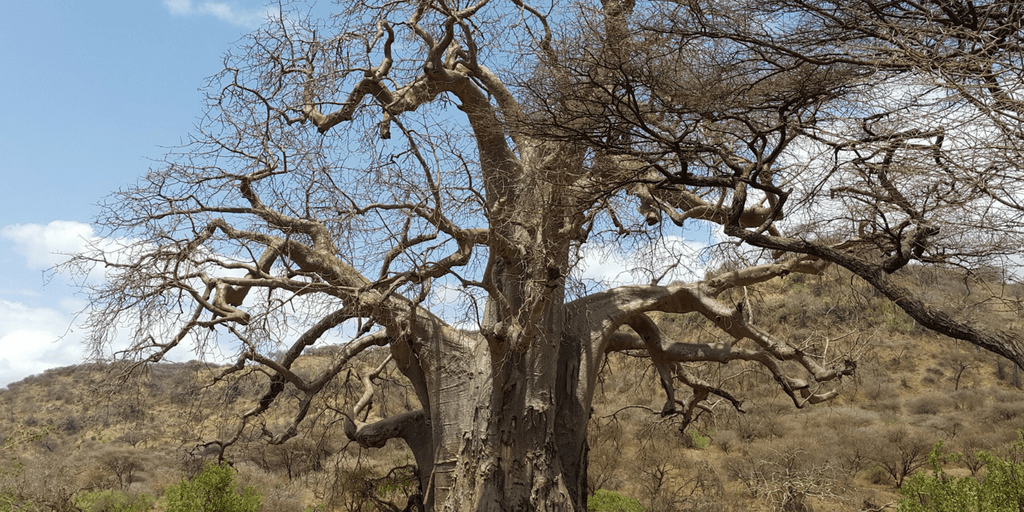 Ingredient Focus: Baobab