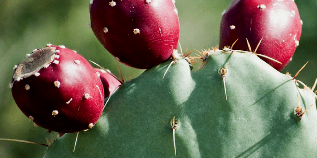 Prickly Pear Oil: How Does It Work?