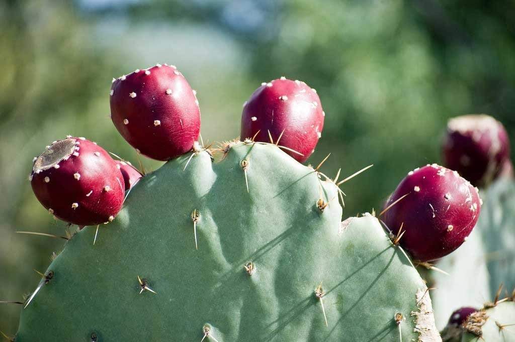 Prickly Pear:  A Hydration Hero