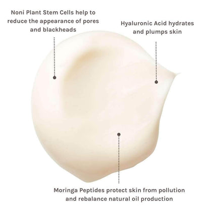 swatch of face cream with ingredient information about moringa benefits, noni plant stem cells and hyaluronic acid